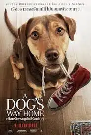 ดูหนังออนไลน์ฟรี A Dog’s Way Home เพื่อนรักผจญภัยสี่ร้อยไมล์ (2019)